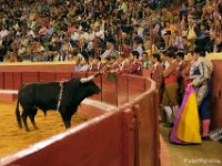 The Forcados Amadores de Cascais, face off with the bull before going into the arena to attempt to grab the charging bull by the horns.  PETER PEREIRA
